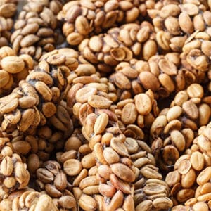 Coffee Civet Aceh Gayo​ Indonesia