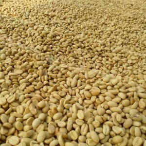 coffee arabica Java Preanger​ indonesia