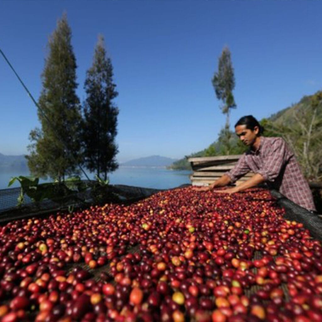 coffee beans drying indonesia