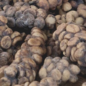 Coffee Civet Java Preanger​ Indonesia